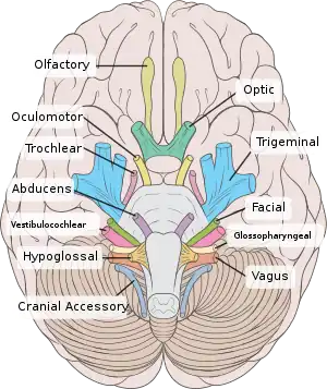 Inferior view of the human brain, with the cranial nerves labeled.