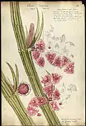 Chara vulgaris with three globules or male blossoms, 1842