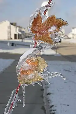 Ice storm  (February 2007)