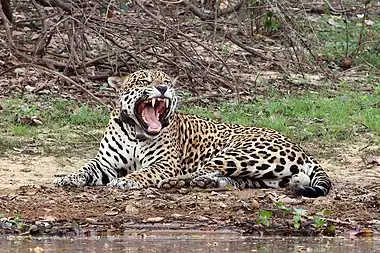 Image 4Pantanal jaguarPhotograph: Charles J. SharpA wild male jaguar (Panthera onca) near the Rio Negro in the Pantanal, Brazil. Jaguars from the Pantanal are the largest of their species, about 2.7 m (8.9 ft) long, with an average weight of about 100 kg (220 lb), and some weighing more than 135 kg (298 lb). A red jaguar was a mascot of the 1968 Summer Olympics in Mexico City, and during the 2016 Summer Olympics, a jaguar in the national colors of green and yellow was the Brazil team's mascot.More selected pictures