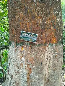 View of a trunk of African teak, Milicia excelsa (Chlorophora excelsa) in Lawachara National Park, Bangladesh. 2016.