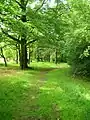 Hagg Wood