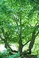 Persian Ironwood Tree, brought from Persia to the Netherlands in 1895
