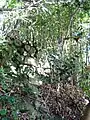 Ruins of Tanjō Castle (10/2008)